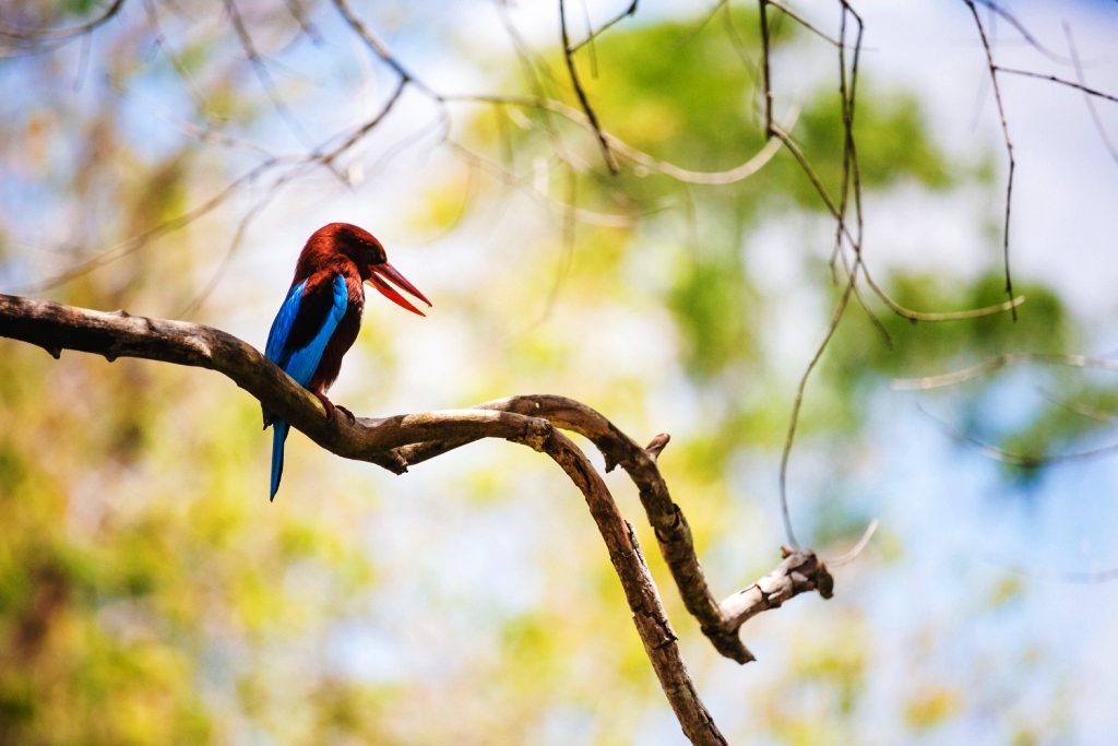 popular-bird-sanctuaries-in-india-travelworld